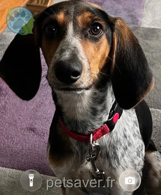 dog reunited   60950 Ermenonville Tequila