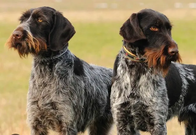 chienne reunited   60126 Rivecourt Tess et Ruby