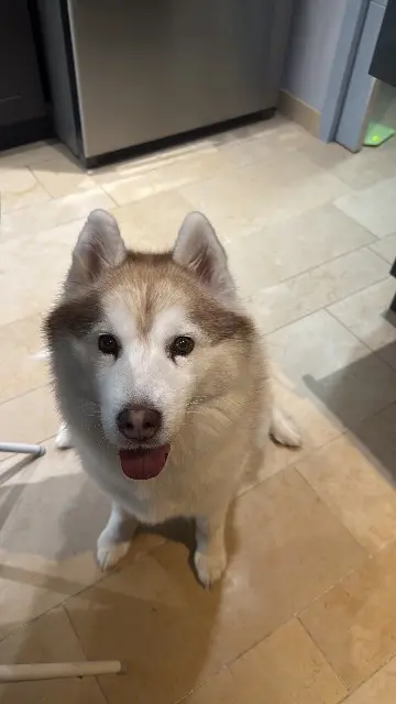 chienne reunited   60600 Airion Vaiana ( my first lady)