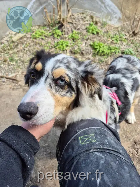 chienne reunited 60000 Beauvais Voice