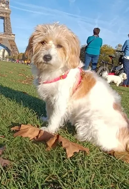 chienne reunited   61550 La Ferté-en-Ouche Nani