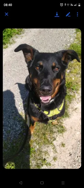 chienne reunited   61500 Essay MOKA