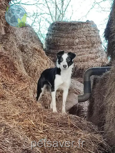 chienne reunited 61300 L'Aigle Vanille
