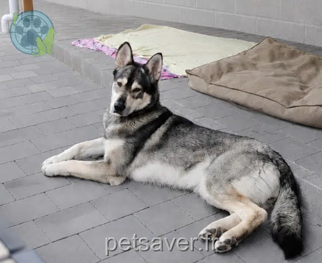 chienne reunited   62940 Haillicourt Athéna