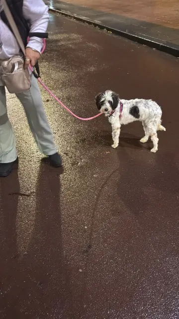 chienne reunited   62800 Liévin Chouchou