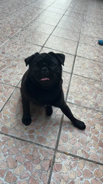 perra reunited   62500 Saint-Omer Happy