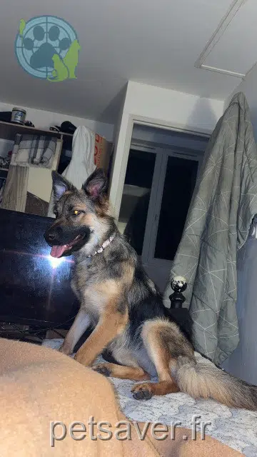 chienne reunited 62540 Marles-les-Mines Laika
