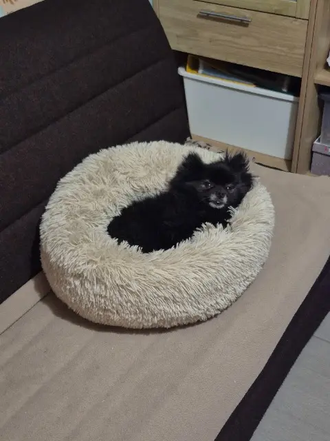 chienne reunited   62730 Marck Malaga