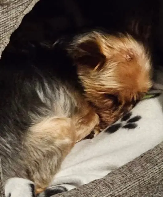 chienne reunited   62110 Hénin-Beaumont Minnie
