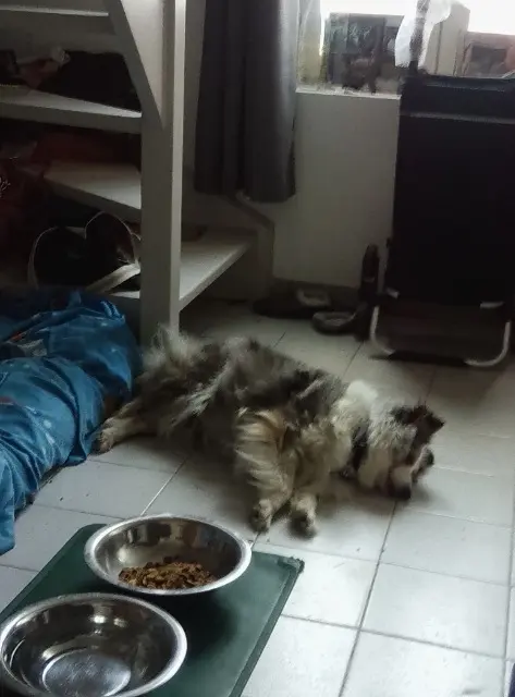 chienne reunited   62190 Lillers Paillette