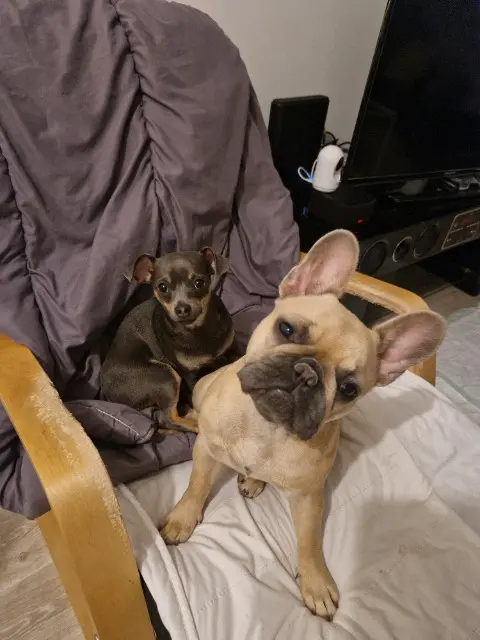 chienne reunited   62910 Houlle Thalya