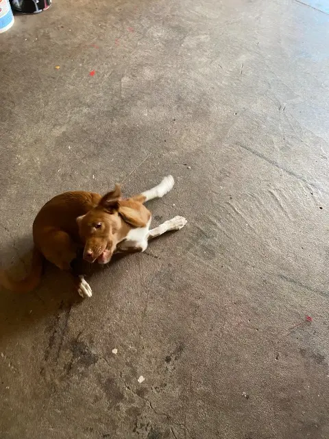 chienne reunited    Clermont-Ferrand Huguette