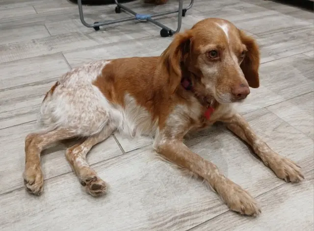 chienne reunited    Clermont-Ferrand Olga