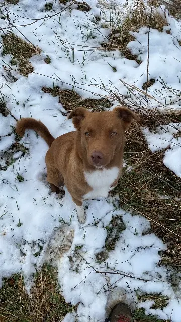 chienne reunited    Clermont-Ferrand Uguette