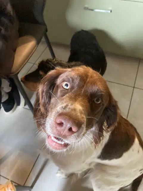 chienne reunited   63700 Saint-Éloy-les-Mines Huska