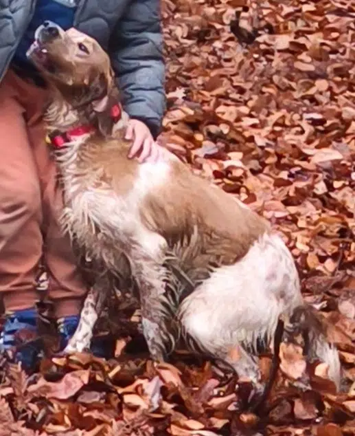 chienne reunited   63570 Esteil Talika