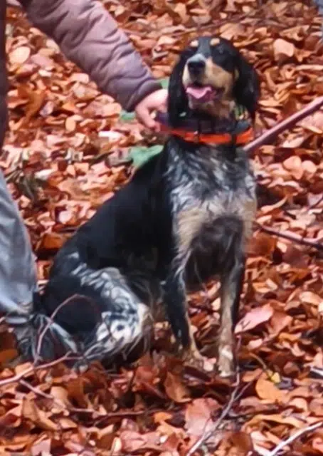 chienne reunited   63570 Esteil Vania