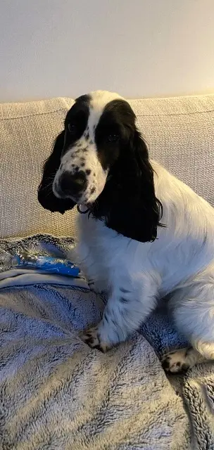 chienne reunited   63400 Chamalières Velvet