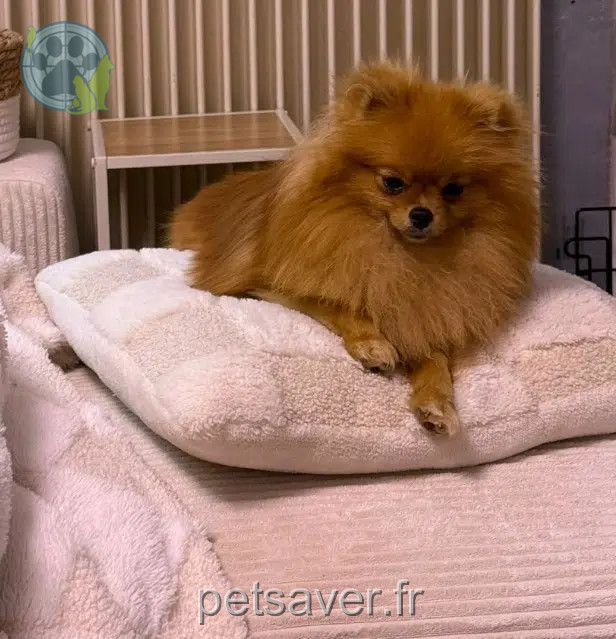 dog reunited   64660 Asasp-Arros Aloha