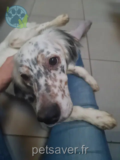 chienne reunited 64600 Anglet Aria