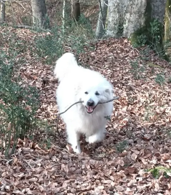 chienne reunited   64460 Aast Caly