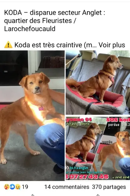 chienne reunited   64600 Anglet Koda