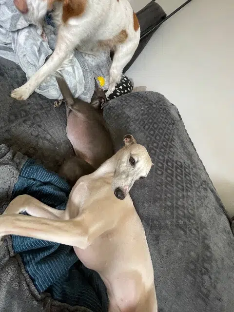 chienne reunited   64110 Uzos Ondine