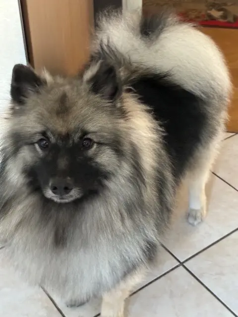 chienne reunited   64000 Pau Vita