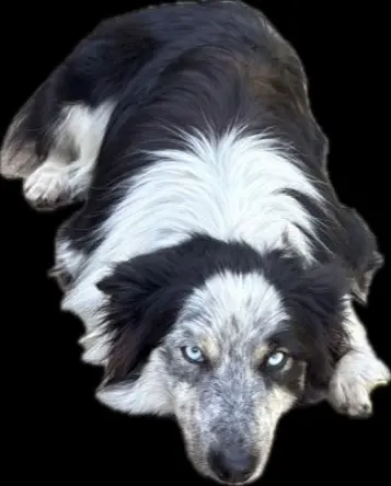 chienne reunited   64420 Andoins Perle
