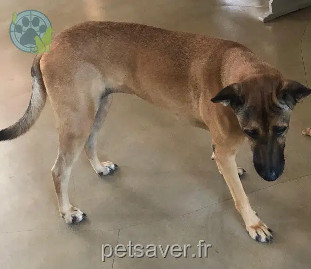 chienne reunited   64320 Bizanos Pyla