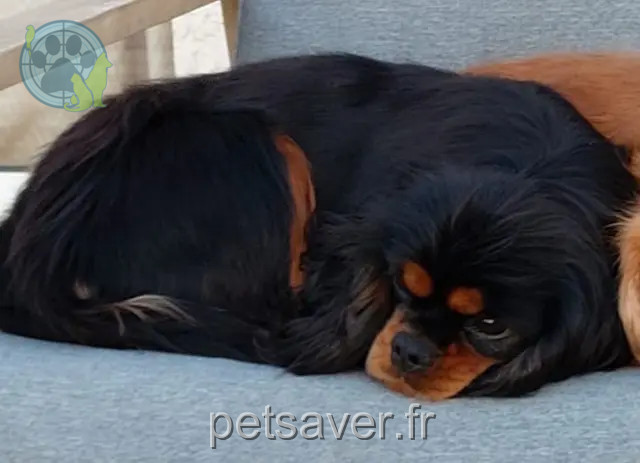chienne reunited   64290 Gan Riley