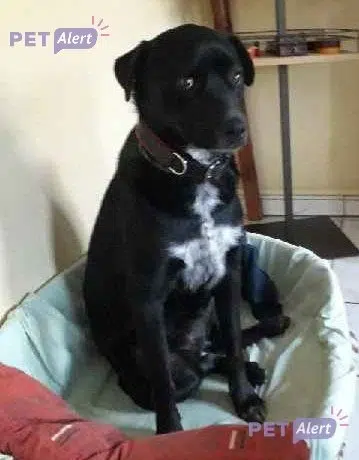 chienne reunited   64230 Lescar Réglisse