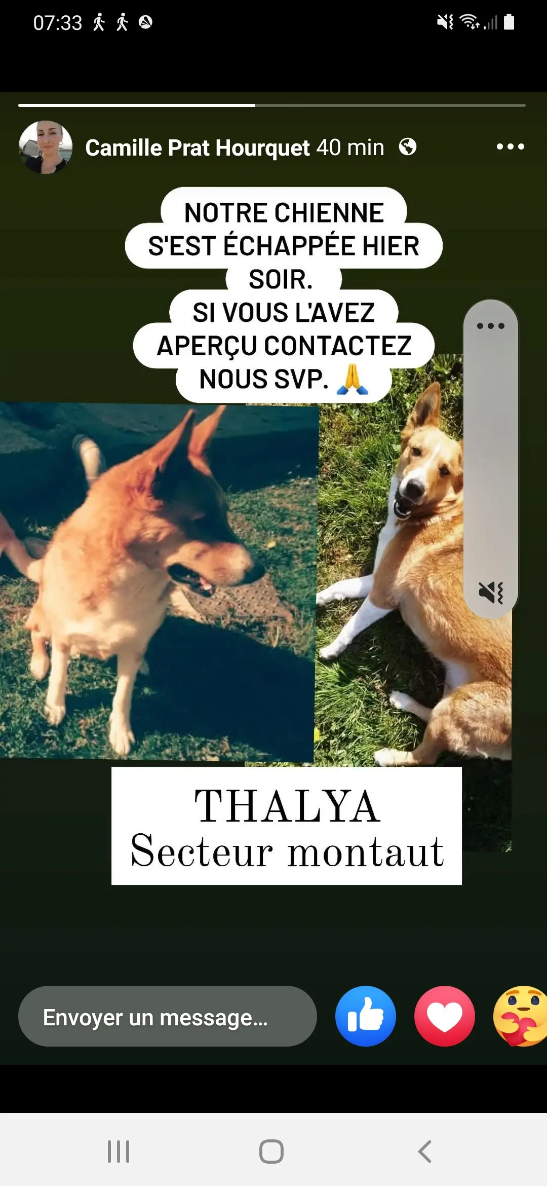 Chienne Perdue 64 Pyrénées-Atlantiques - Thalya Chienne Perdue 64 Pyrénées-Atlantiques - Thalya