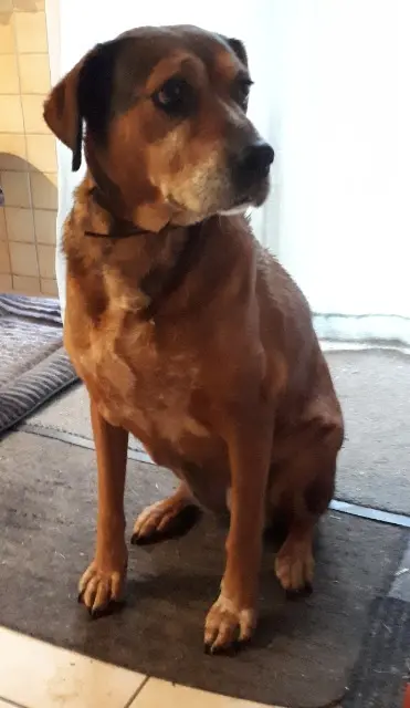 chienne reunited   65000 Tarbes Arizona (Ari)