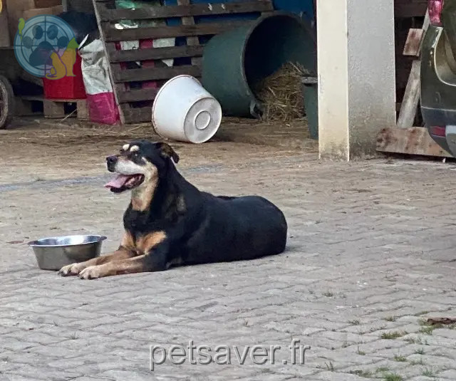 chienne reunited 65130 Gourgue Inconnu