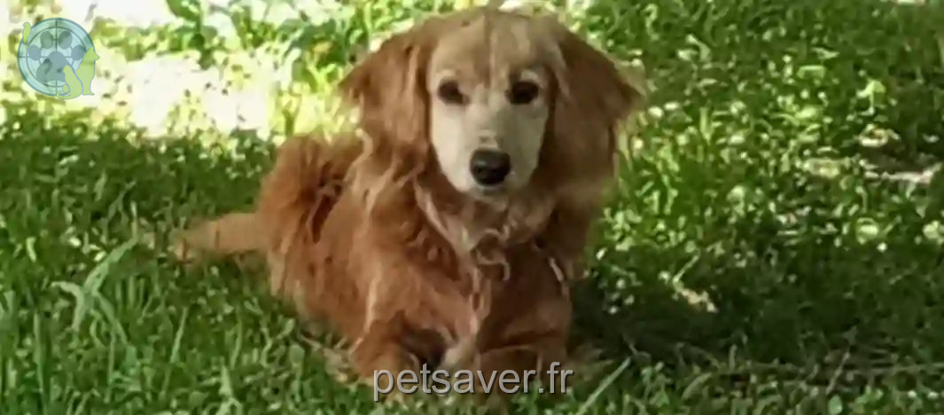 Chienne Trouvée 65 Hautes-Pyrénées - Jilda Chienne Trouvée 65 Hautes-Pyrénées - Jilda