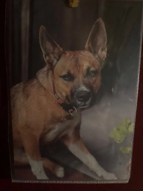 chienne reunited   65300 Lannemezan Layka