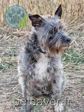 Chienne Trouvée 66 Pyrénées-Orientales - Amy Chienne Trouvée 66 Pyrénées-Orientales - Amy
