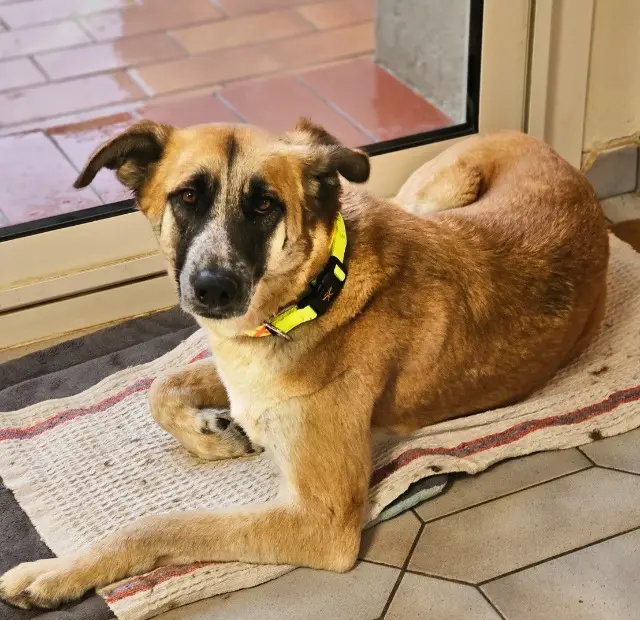 chienne reunited   66200 Elne AVA