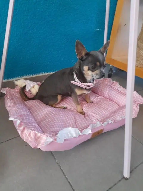 chienne reunited    Perpignan Belle