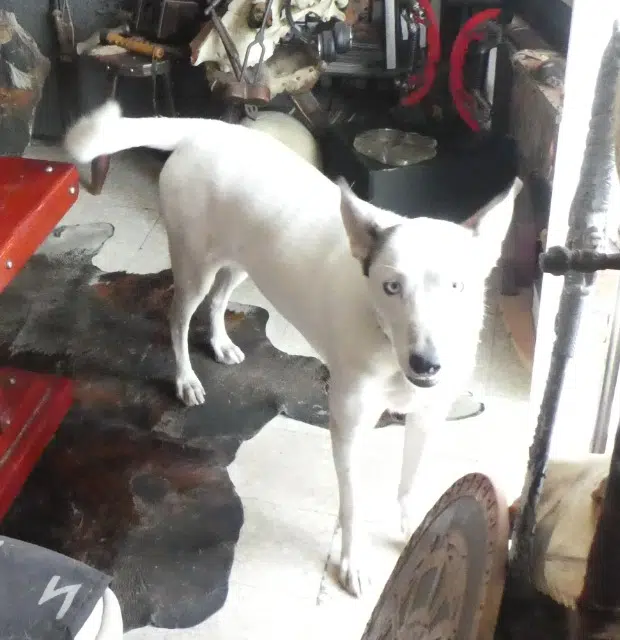 chienne reunited    Perpignan Friddja