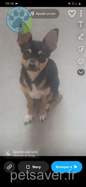 chienne reunited    Perpignan Ruby