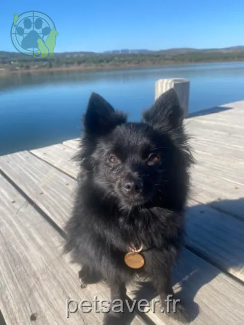 chienne reunited    Perpignan Saskia