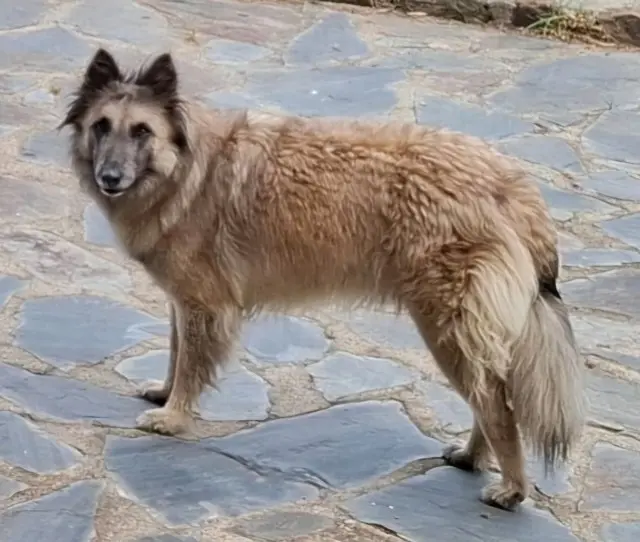 chienne reunited   66700 Argelès-sur-Mer Wolf