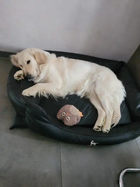 chienne reunited   67330 Bouxwiller Maddie