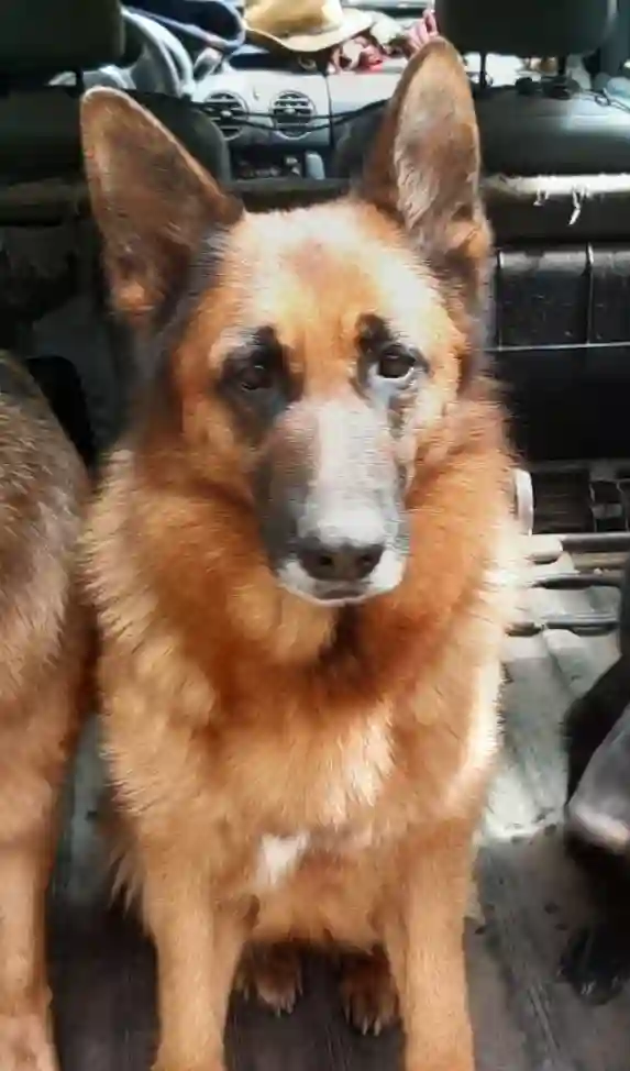 Chienne Perdue 67 Bas-Rhin - Paula Chienne Perdue 67 Bas-Rhin - Paula