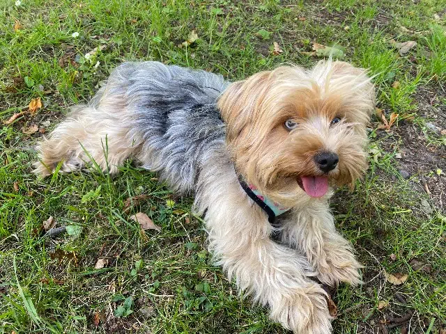 chienne reunited    Strasbourg Zelda