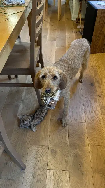 chienne reunited   67600 Sélestat Volga