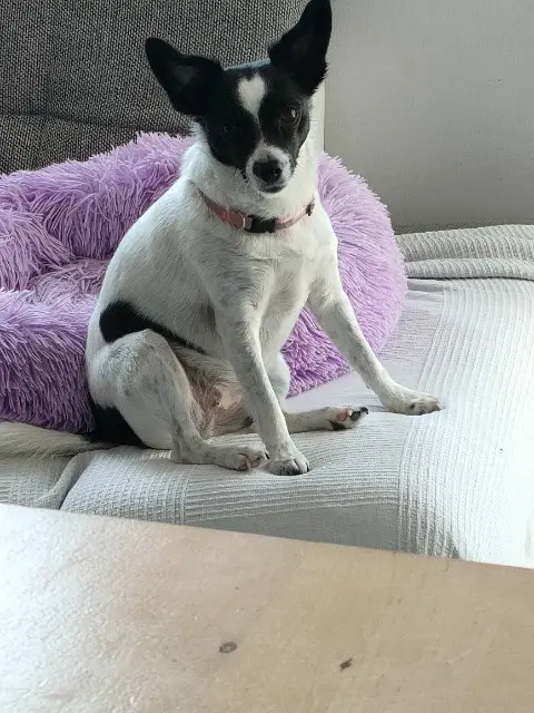 chienne reunited   68150 Ribeauvillé Cookie