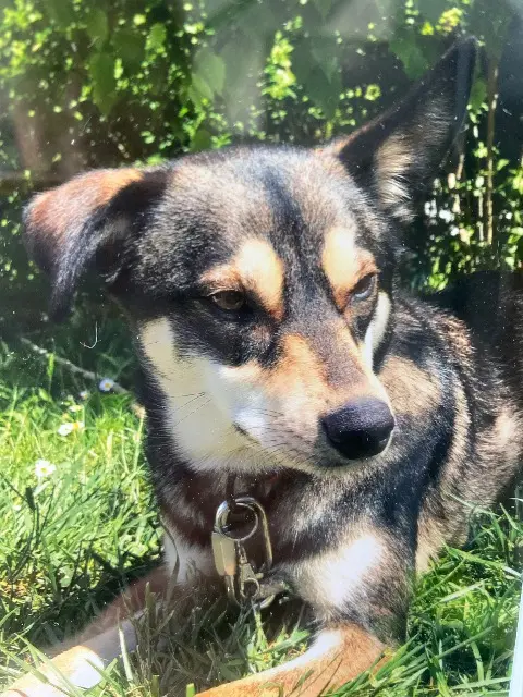 chienne reunited   68440 Schlierbach Liloo